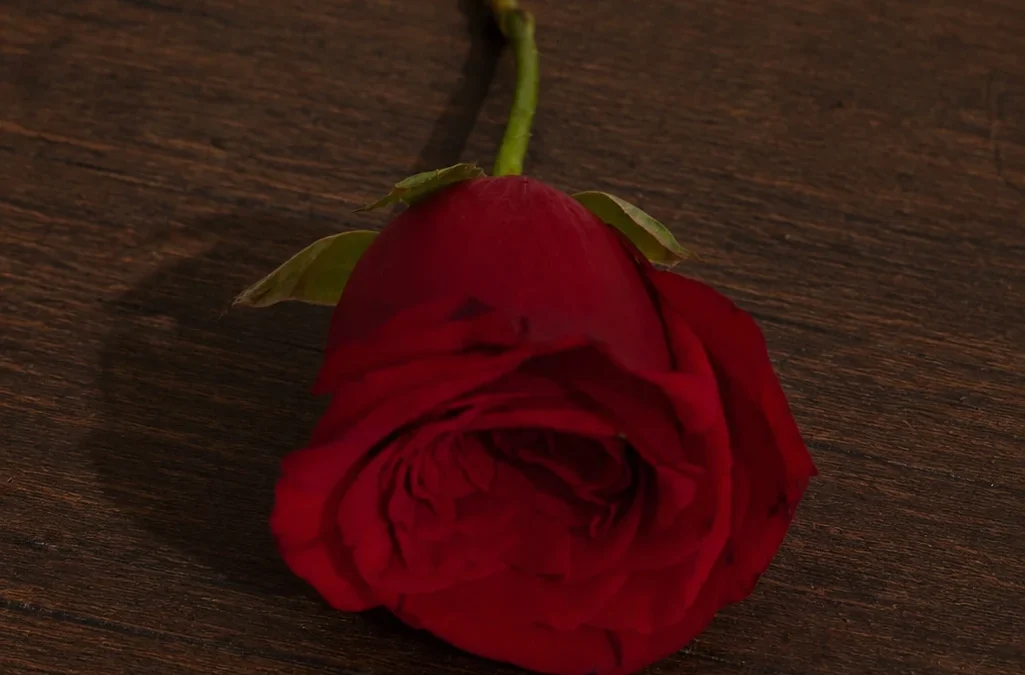 ഒരു പൂവിൻ്റെ കഥ🌹