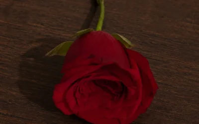 ഒരു പൂവിൻ്റെ കഥ🌹
